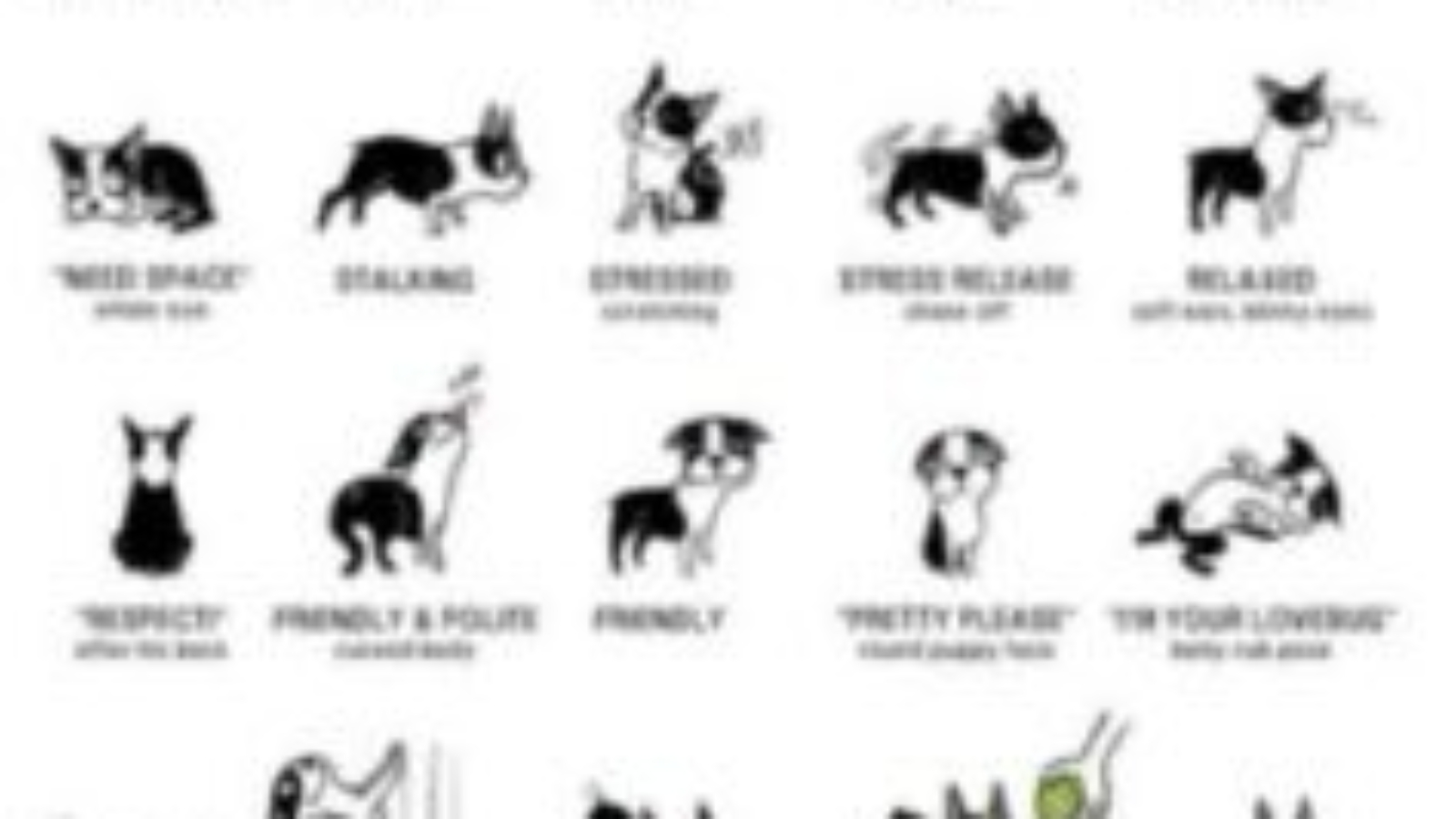 body language in dogs