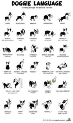 body language in dogs