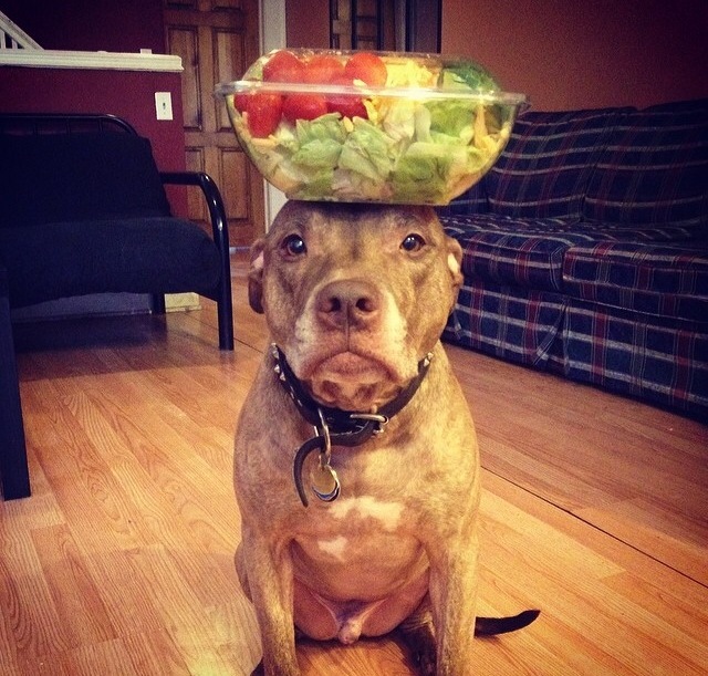 pit with salad on head