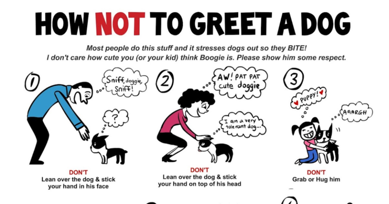 how not to pet a dog