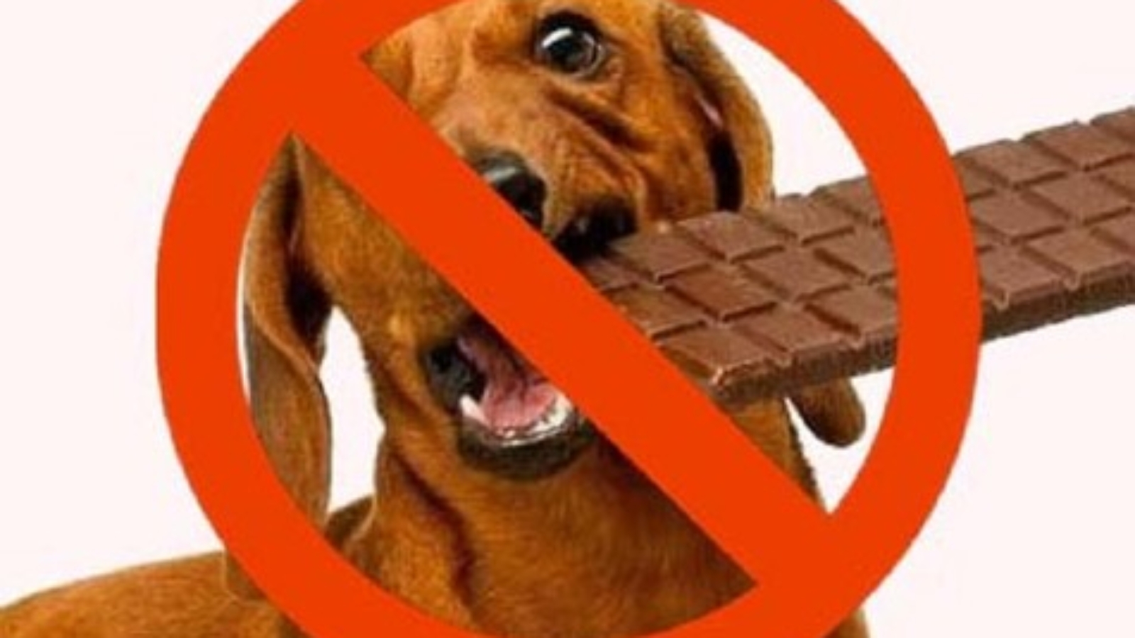 no chocolate for dogs