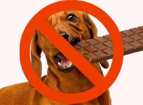 no chocolate for dogs