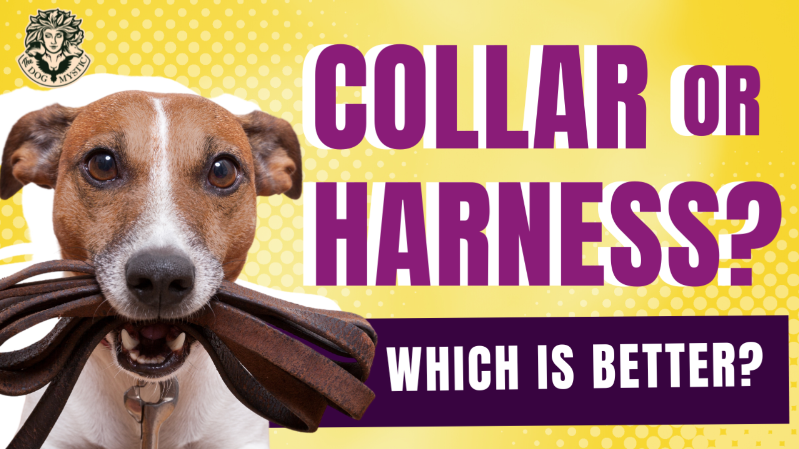 A Collar or Harness, Which Is Better