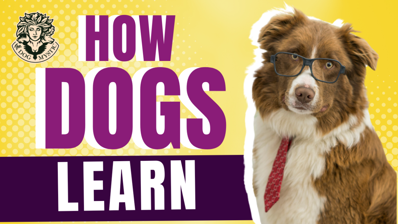 HOW DOGS LEARN