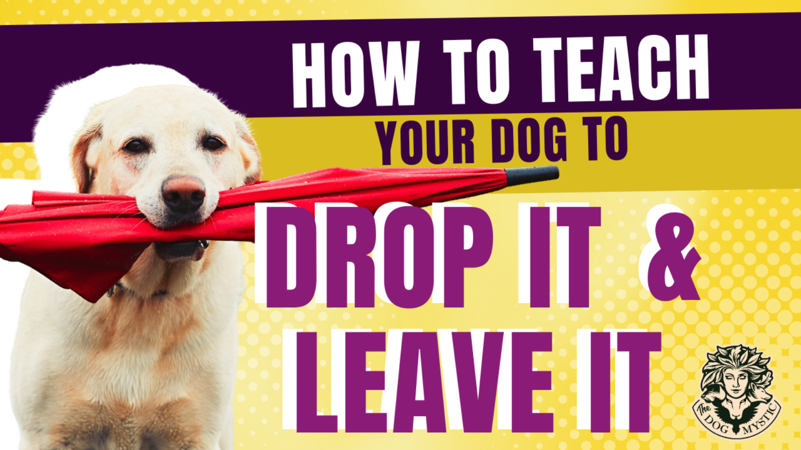 How To Teach Your Dog To DROP IT & LEAVE IT