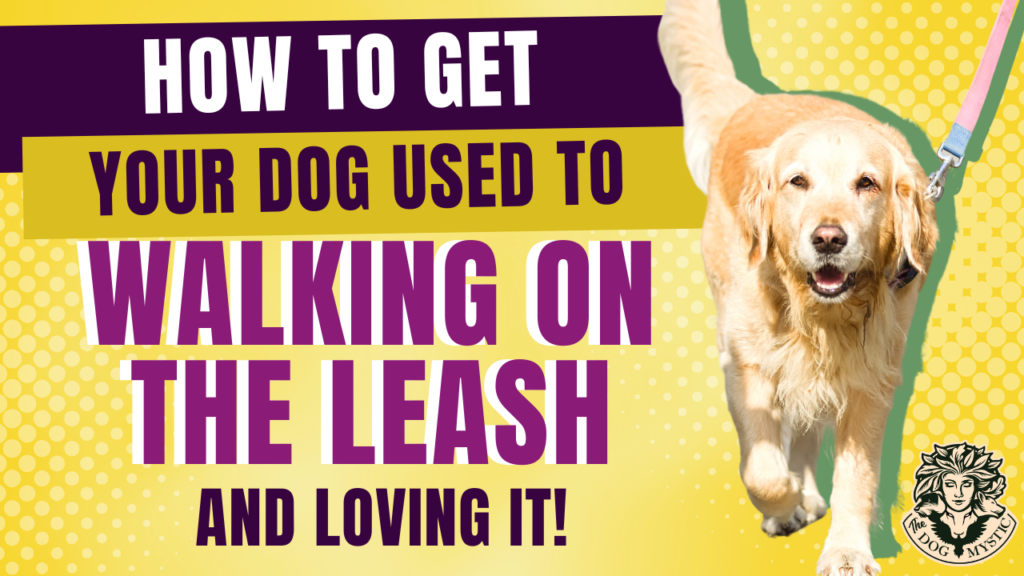 How to Get your dog used to walking on the leash and loving it
