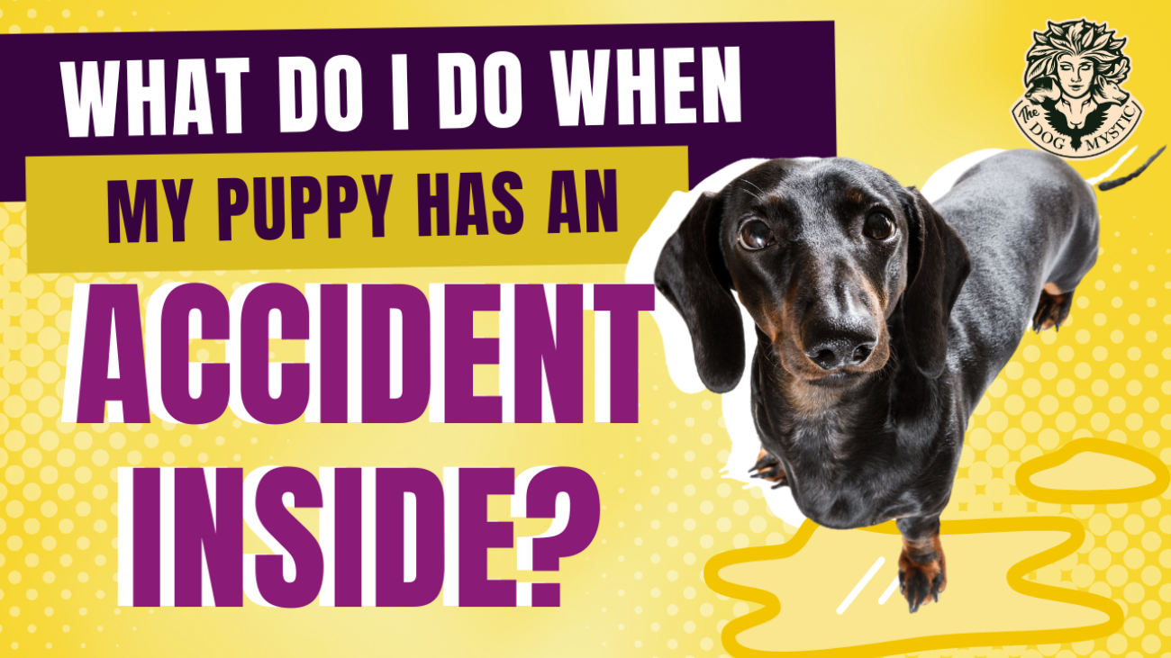 What Do I Do When My Puppy Has An Accident Inside