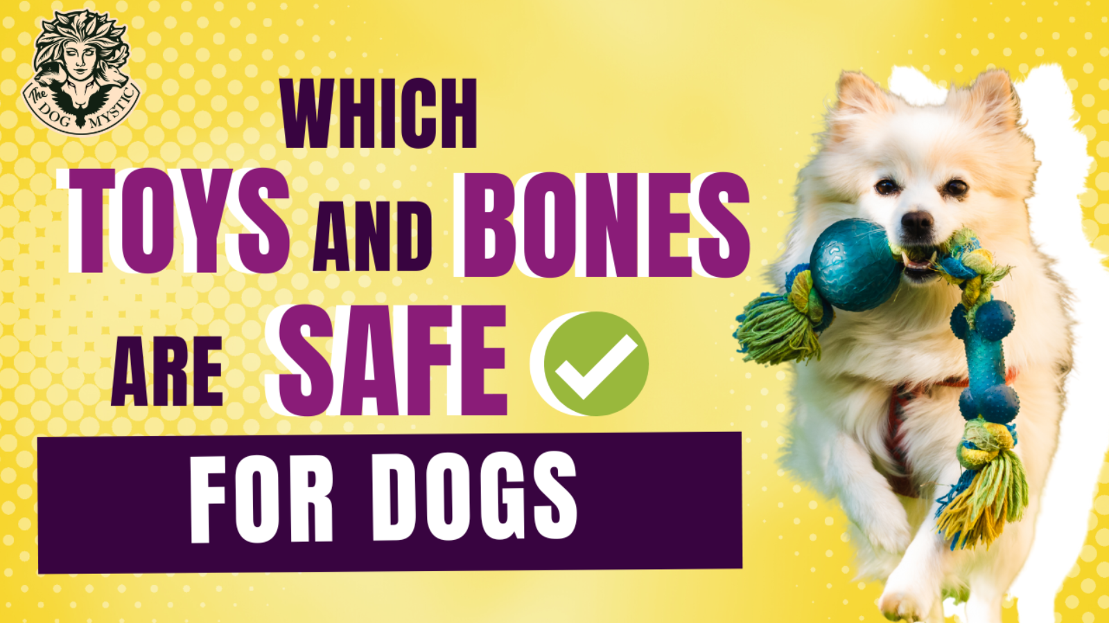 Which Toys and Bones Are Safe For Dogs
